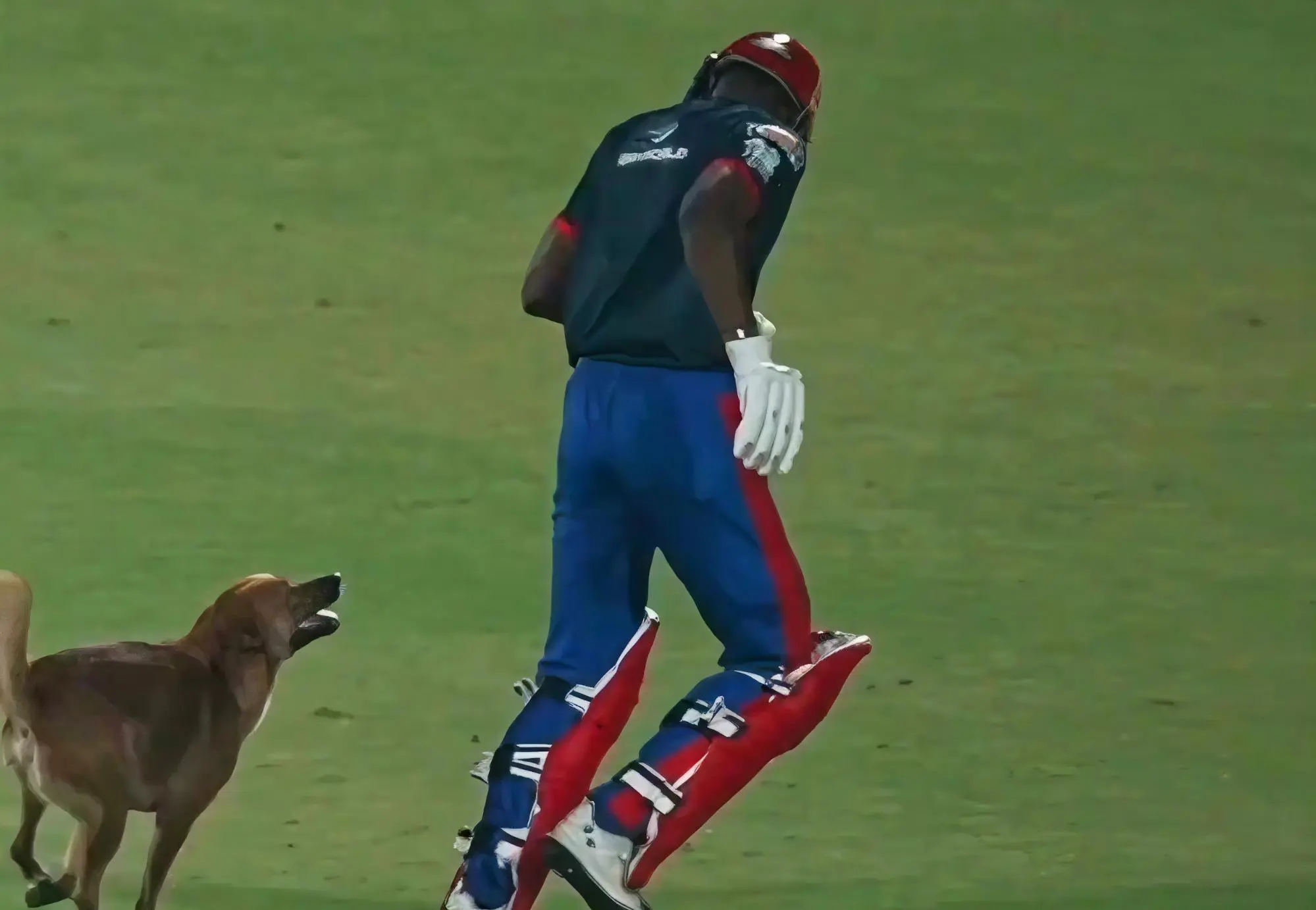 Twitter Explodes as Stray Dog Crashes Delhi Capitals Practice Match