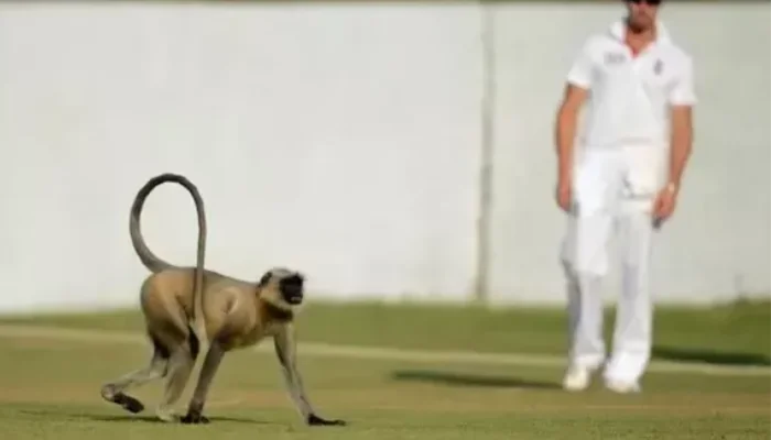 A cricket match being stopped because of a Monkey on the field.